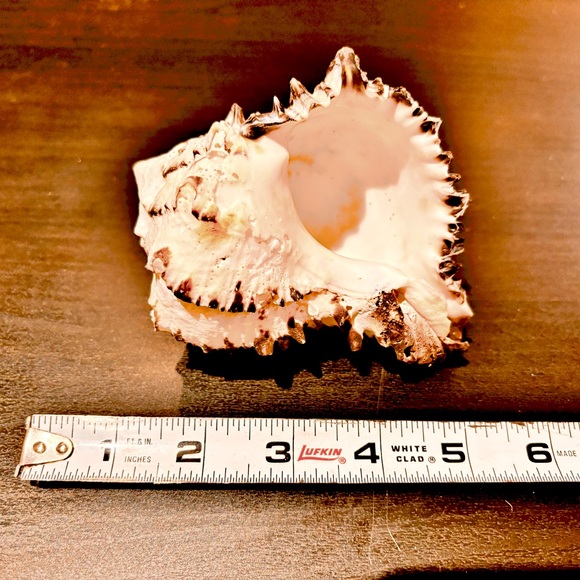 5” black and white murex seashell - Picture 5 of 5